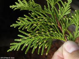 Attēlu rezultāti vaicājumam “Thuja occidentalis leaf”