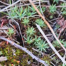 Attēlu rezultāti vaicājumam “Pogonatum urnigerum”