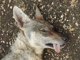 Image result for canis lupus arabs