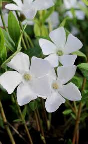 Attēlu rezultāti vaicājumam “Vinca minor flower”