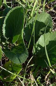 Attēlu rezultāti vaicājumam “Eryngium planum leaf”