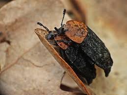 Attēlu rezultāti vaicājumam “Oiceoptoma thoracicum”