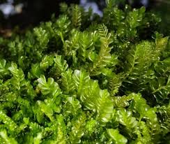 Attēlu rezultāti vaicājumam “Plagiochila porelloides”