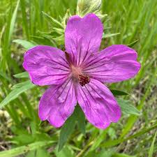 Attēlu rezultāti vaicājumam “Geranium bohemicum flower”