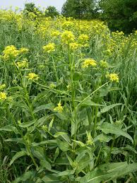 Attēlu rezultāti vaicājumam “Bunias orientalis flower”