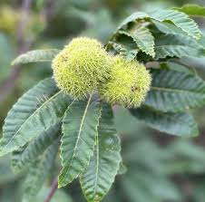 Attēlu rezultāti vaicājumam “Castanea sativa  leaf”