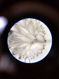 Attēlu rezultāti vaicājumam “Clastoderma debaryanum spores”