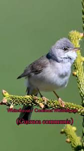 Attēlu rezultāti vaicājumam “Sylvia curruca adult”