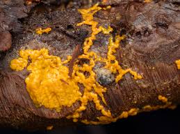 Attēlu rezultāti vaicājumam “Diderma umbilicatum young”