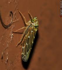 Attēlu rezultāti vaicājumam “Lamprotettix nitidulus”