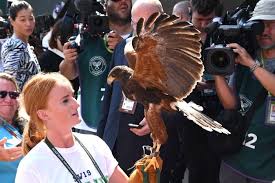 Image result for Wimbledon Hawks