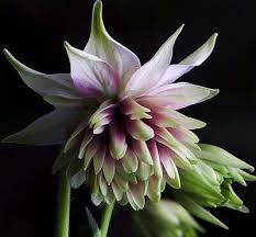 Image result for Aquilegia vulgaris `Nora Barlow`