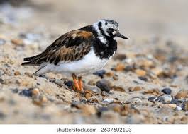 Attēlu rezultāti vaicājumam “Arenaria interpres adult”