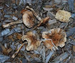 Attēlu rezultāti vaicājumam “Lepiota aspera”