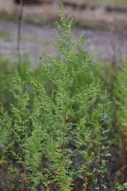 Image result for Artemisia annua