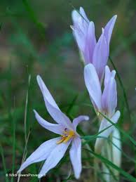 Attēlu rezultāti vaicājumam “Colchicum autumnale”