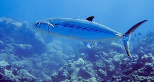 Image result for Scomberomorus cavalla