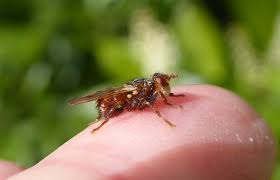 Attēlu rezultāti vaicājumam “Conopidae”