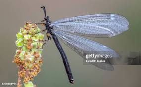 Attēlu rezultāti vaicājumam “Myrmeleontidae imago”