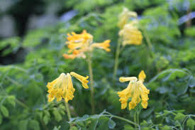 Attēlu rezultāti vaicājumam “Corydalis intermedia fruit”