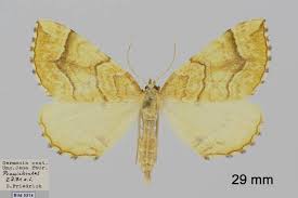 Attēlu rezultāti vaicājumam “Eulithis mellinata”