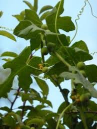 Attēlu rezultāti vaicājumam “Bryonia alba fruit”
