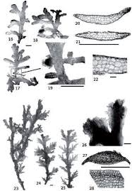 Attēlu rezultāti vaicājumam “Riccardia latifrons”