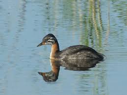 Attēlu rezultāti vaicājumam “Podiceps grisegena”