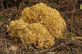 Attēlu rezultāti vaicājumam “Sparassis crispa”