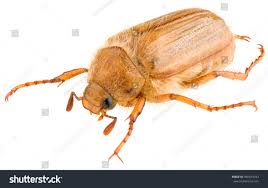 Attēlu rezultāti vaicājumam “Amphimallon solstitiale”