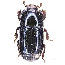 Attēlu rezultāti vaicājumam “Histeridae”