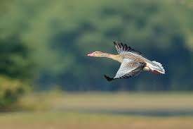 Attēlu rezultāti vaicājumam “Anser anser juvenile”