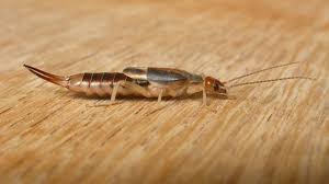 Image result for insect poop