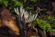 Attēlu rezultāti vaicājumam “Tremellodendropsis tuberosa”