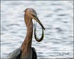 Attēlu rezultāti vaicājumam “Lycogala convexum young”