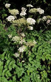 Attēlu rezultāti vaicājumam “Angelica sylvestris leaf”