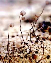 Attēlu rezultāti vaicājumam “Cribraria languescens”