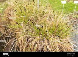 Attēlu rezultāti vaicājumam “Carex appropinquata”