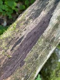 Attēlu rezultāti vaicājumam “Hypoxylon vogesiacum”