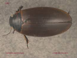 Attēlu rezultāti vaicājumam “Colymbetes paykulli”