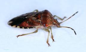 Attēlu rezultāti vaicājumam “Elasmucha grisea imago”