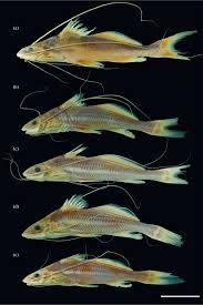 Image result for Acroteriobatus blochii