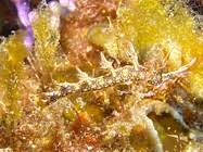 ผลการค้นหารูปภาพสำหรับ Bornella Anguilla