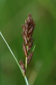 Attēlu rezultāti vaicājumam “Blysmus compressus flower”