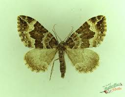 Attēlu rezultāti vaicājumam “Lampropteryx suffumata”