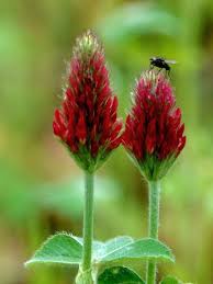 Attēlu rezultāti vaicājumam “Trifolium”