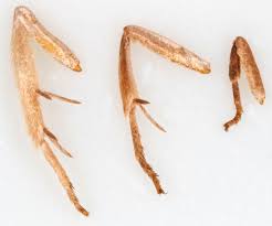 Attēlu rezultāti vaicājumam “Pandemis cinnamomeana female”