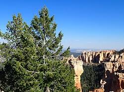 Attēlu rezultāti vaicājumam “Pseudotsuga menziesii var. glauca”