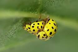 Attēlu rezultāti vaicājumam “Psyllobora vigintiduopunctata”