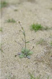 Attēlu rezultāti vaicājumam “Erophila verna”